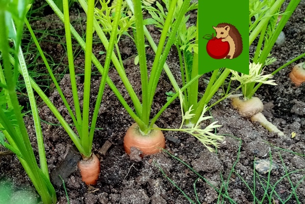 5 признаков плохой грядки для моркови: куда не стоит ее сажать, если не хотите получить урожай мелкой, кривой, невкусной моркови0