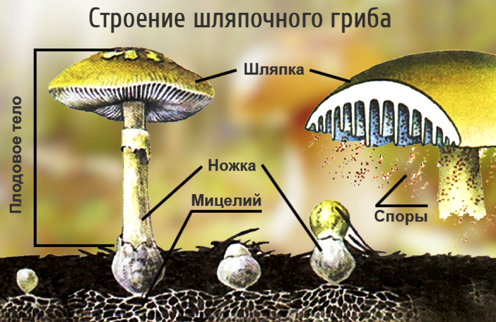 Шляпочные грибы в период размножения формируют. Строение грибницы шляпочных грибов. Царство грибов строение жизнедеятельность размножение. Строение шляпочного гриба строение. Строение шляпочных грибов 5 класс биология.