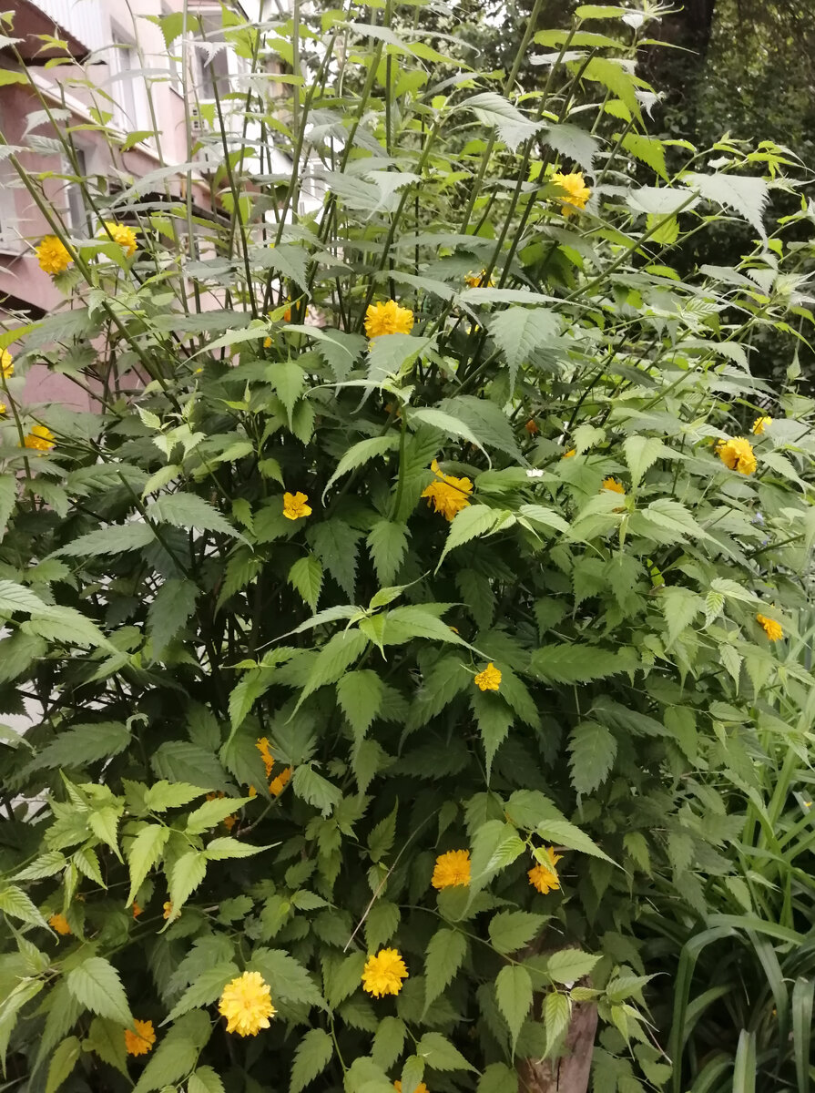 #керрия #пасхальный цветок #керрияяпонская. Новочеркасск. Фото автора 