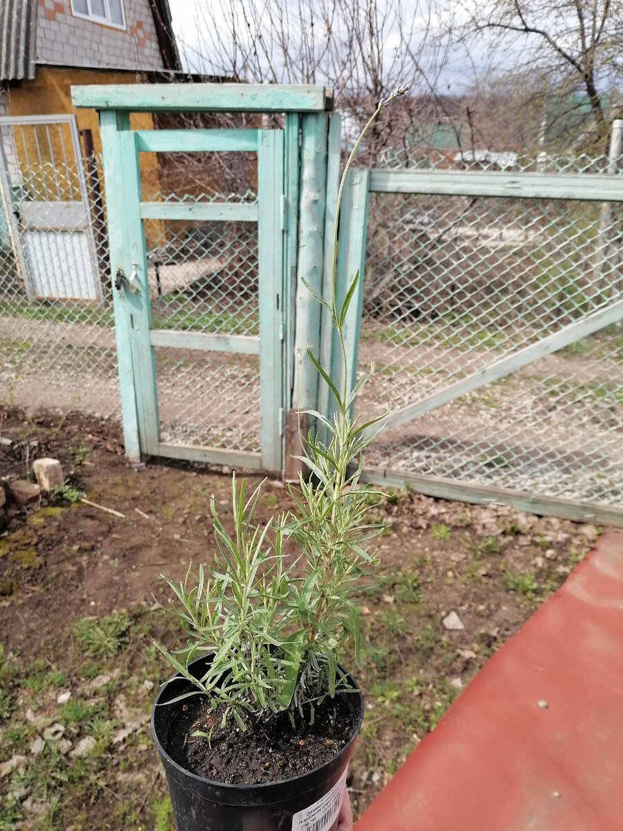 Лаванда,которую посадили в саду