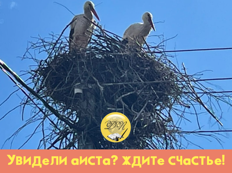 Давненько не встречались мне эти удивительные птицы - аисты! А сегодня они - как будто ждали людей, покорно сидя в своем гнезде, чтобы одарить их счастьем, с получением которого связано множество примет. 