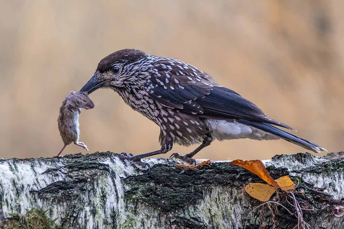 Кедровка (Nucifraga caryocatactes), лучшие фотографии. Птицы России.