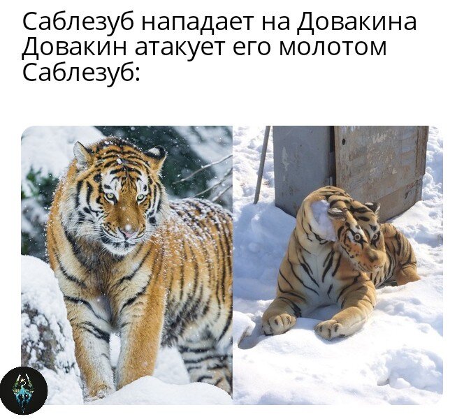 Ты не тигр, ты кот
