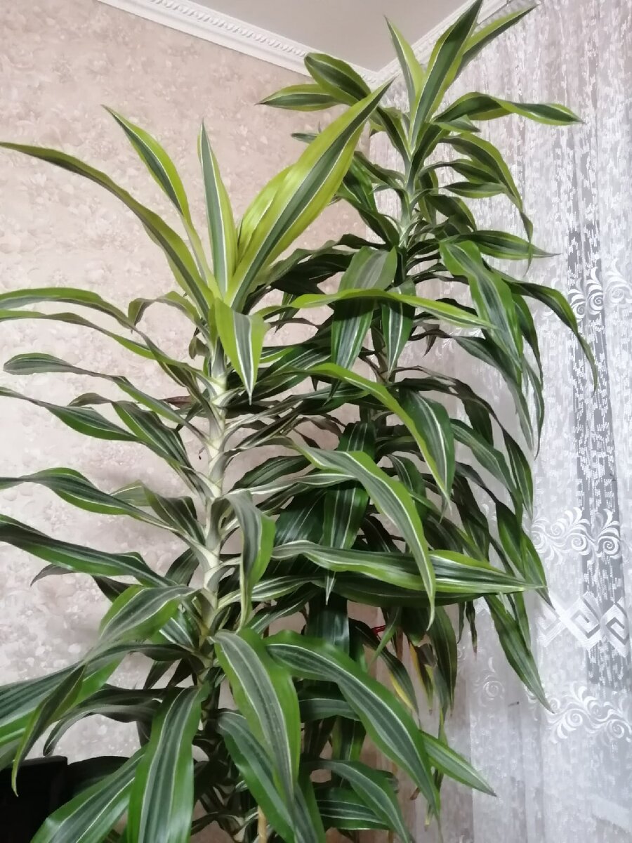 красавица, не правда ли?