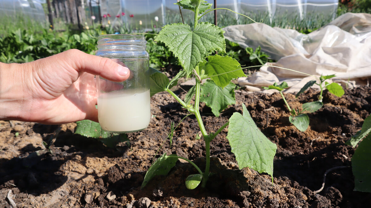 Важные калийные подкормки нужно дать именно в жаркую погоду. С ней грядочке будет легче бороться со зноем.