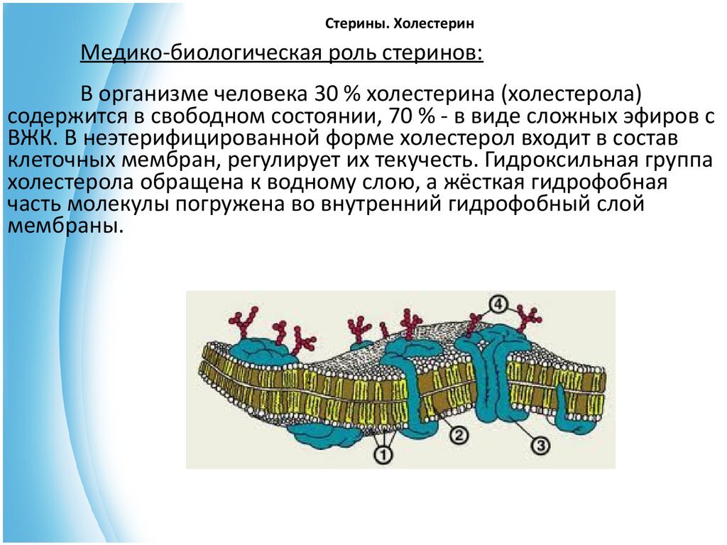 3 оболочки клетки