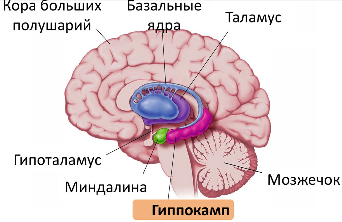Гиппокамп (от др.-греч. ἱππόκαμπος — морской конёк) — часть лимбической системы головного мозга (обонятельного мозга). Участвует в механизмах формирования эмоций, консолидации памяти (то есть перехода кратковременной памяти в долговременную).