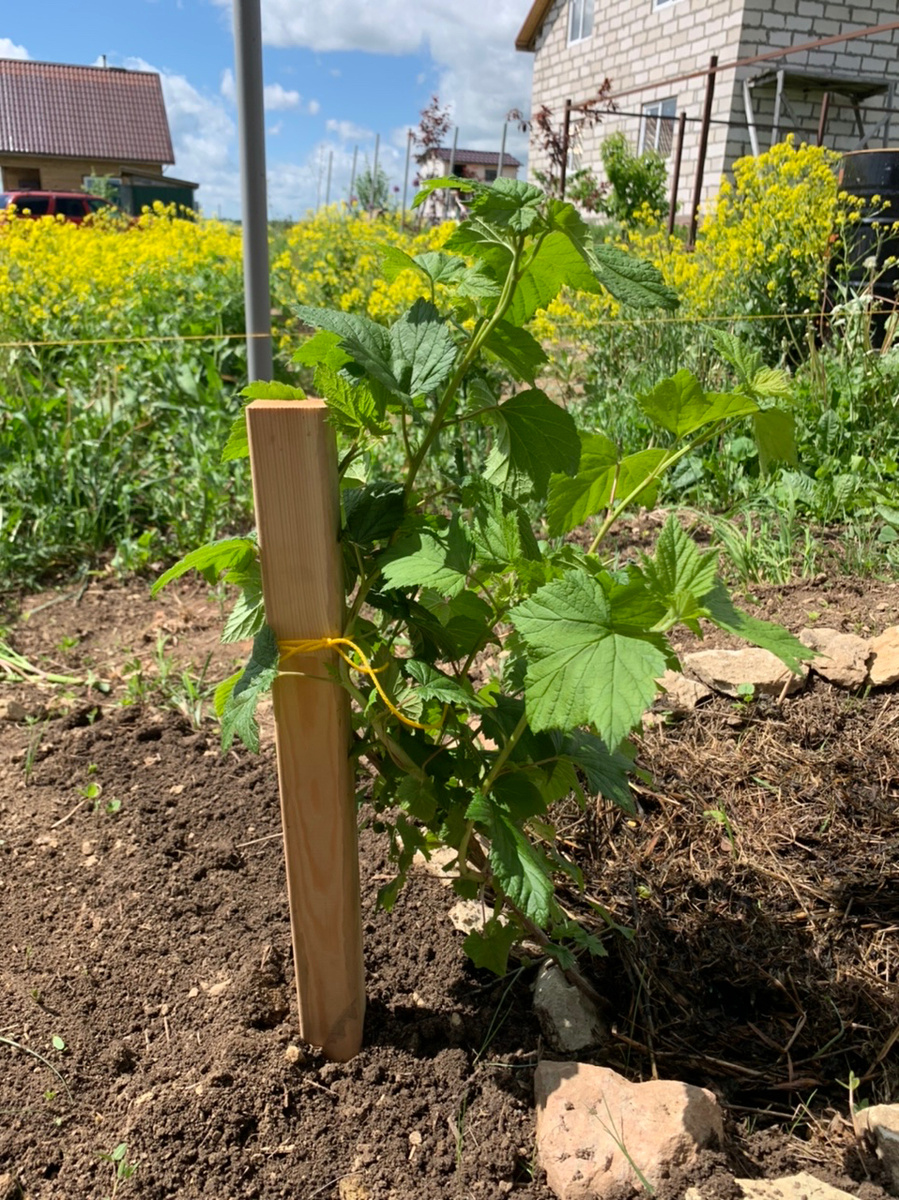 Служба поддержки смородины