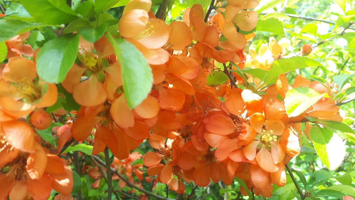 И еще немного этой цветущей красоты) фотография сделана в начале июня 2022г.