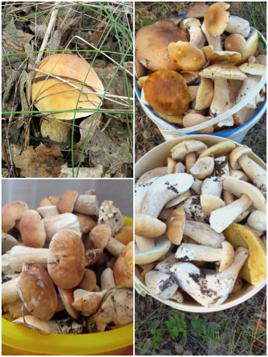 Удачный выезд в лес ранним июльским утром