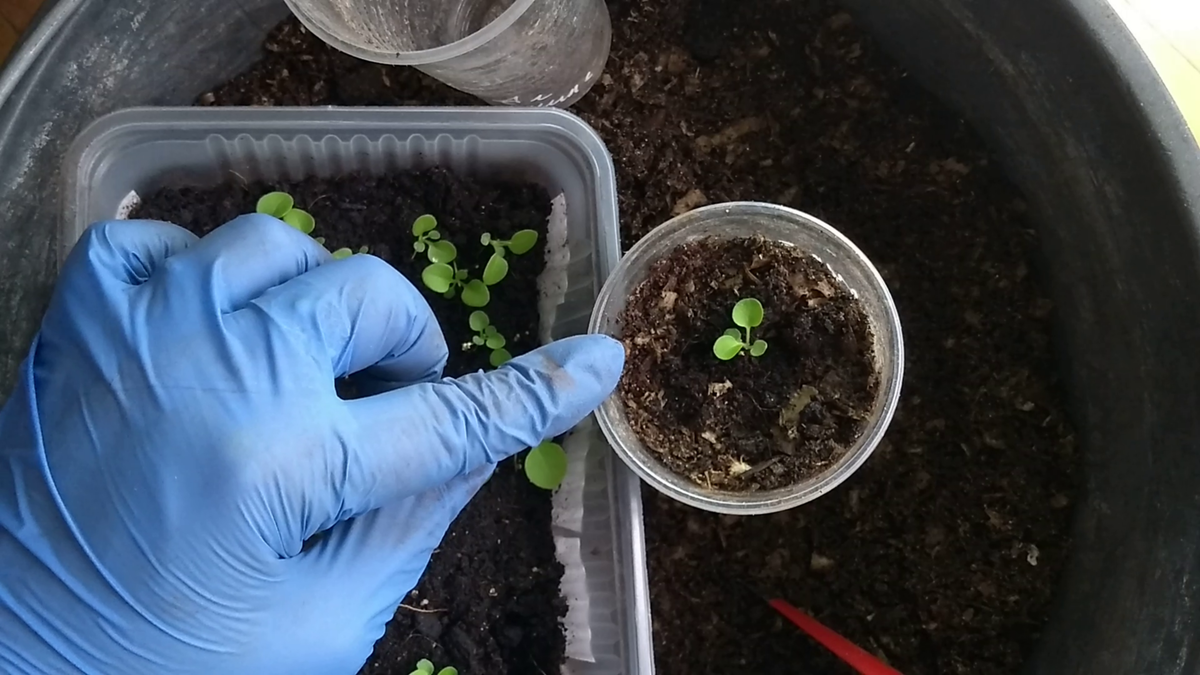 Петуния ампельная пикировка рассады. Пикировка рассады петунии тайдал. Петуния пикировка рассады. 2я пикировка петунии. Петуния пикировка рассады.