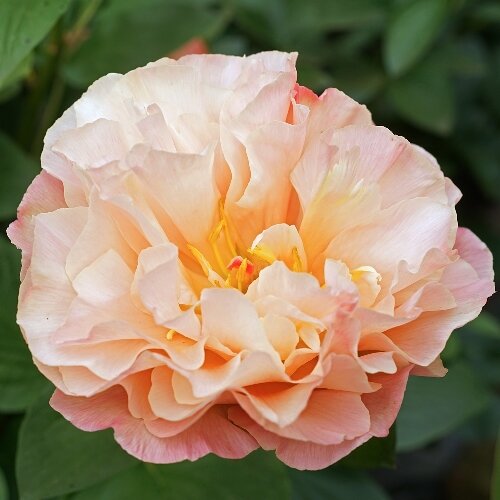 Tangerine ( Gamoletti ,2021 год )