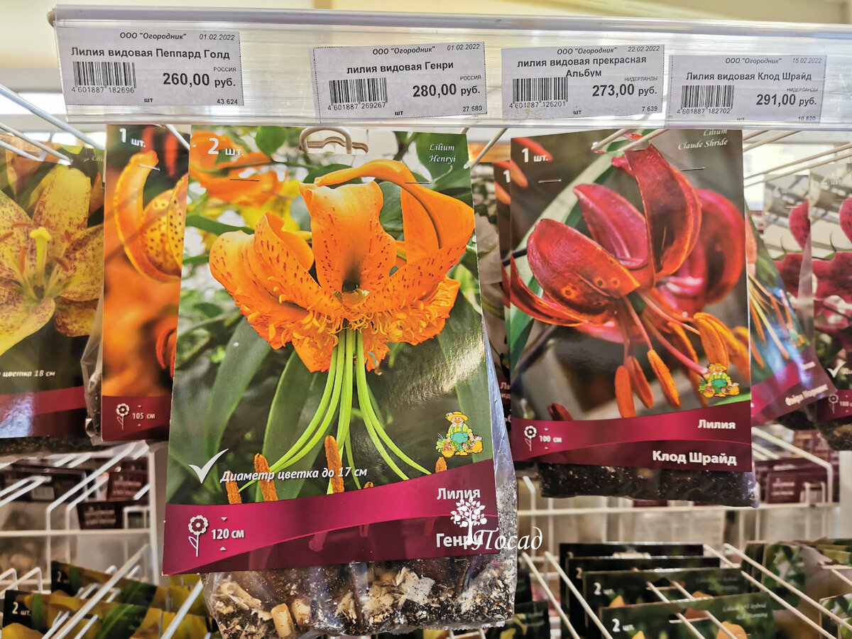 В магазине полно всяких лилий. Нет только Марлен.