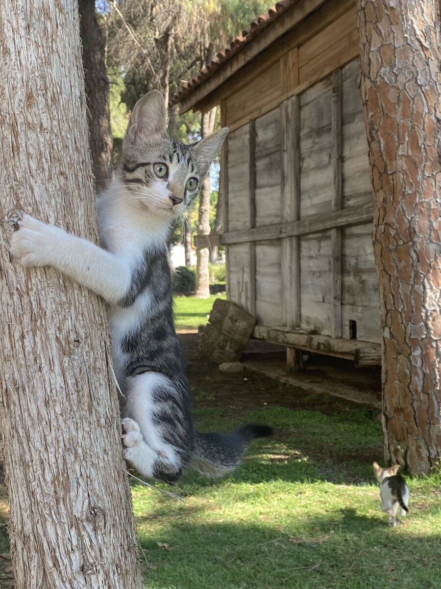 Котик на дереве. Докума парк