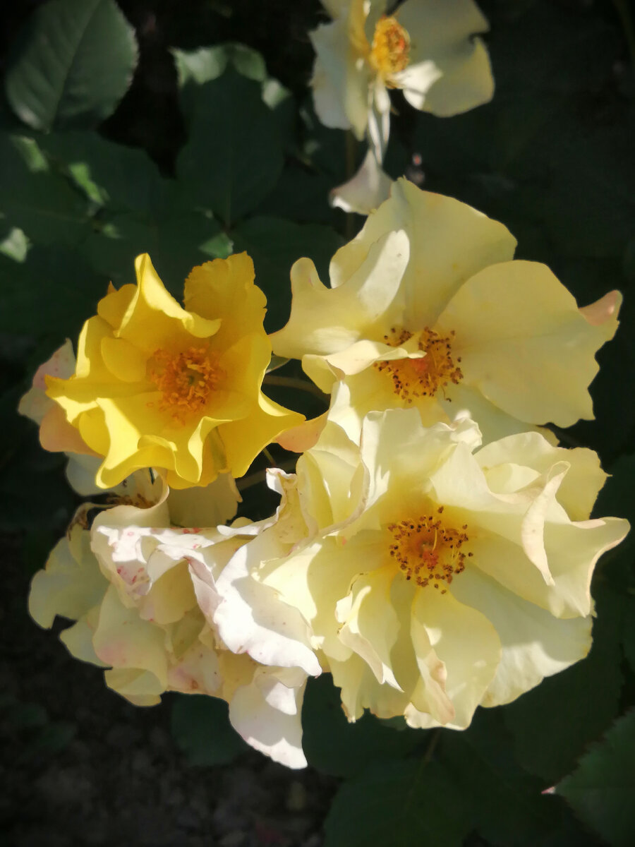 РОЗА ФЛОРИБУНДА ALI DORATE (АЛИ ДОРАТЕ).