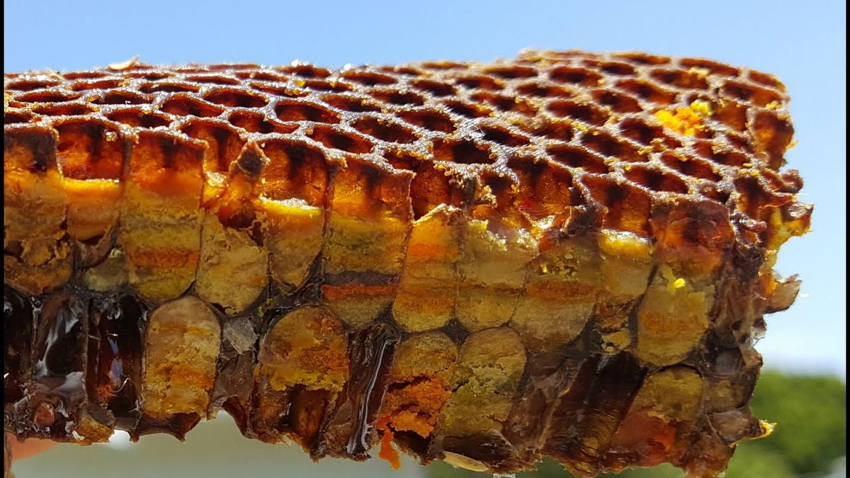 Перга пчелиная. Пчелиный хлеб перга. Мерва пчелиная. Пыльца перга прополис. Как едят пергу