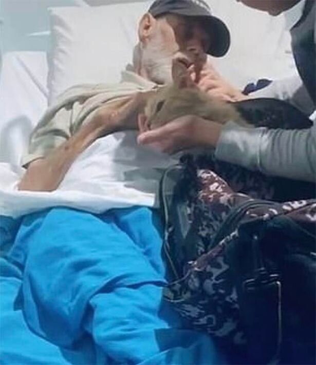 В больнице. Источник фото: https://theoneworldnews.com/world-news/dying-grandads-cat-snuck-into-hospital-for-last-goodbye-in-heartwarming-footage/