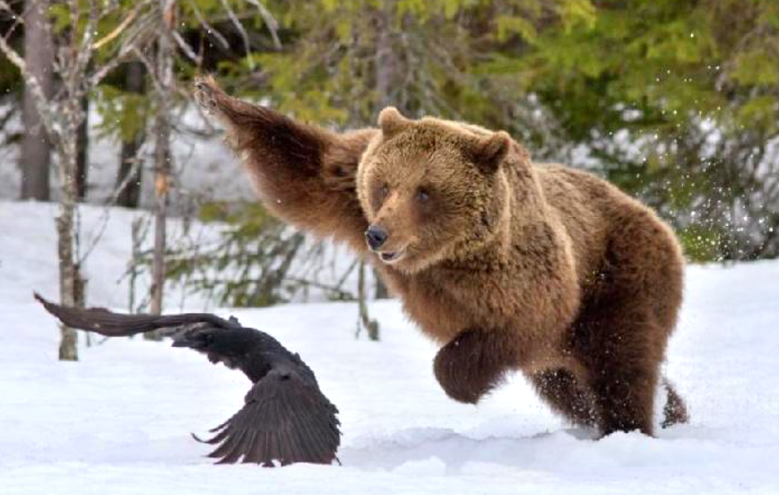 Никогда не дразните голодного медведя. Фото: myomutninsk.ru