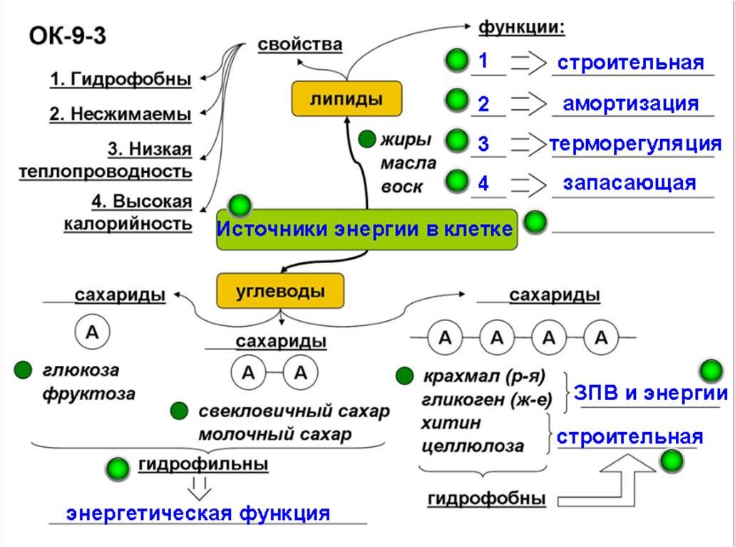 Урок биологии в 9 классе. Молекулярный уровень организации жизни. Изучаем  углеводы и липиды | Елена Сова: пуд соли в школе | Дзен