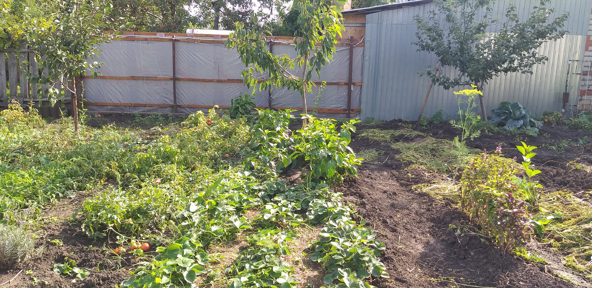 Дерево справа