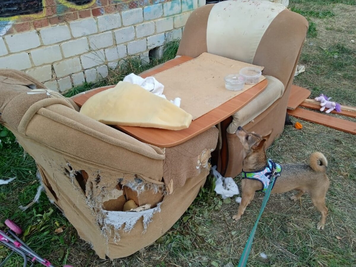 Укрытие, где Даша обнаружила котят.