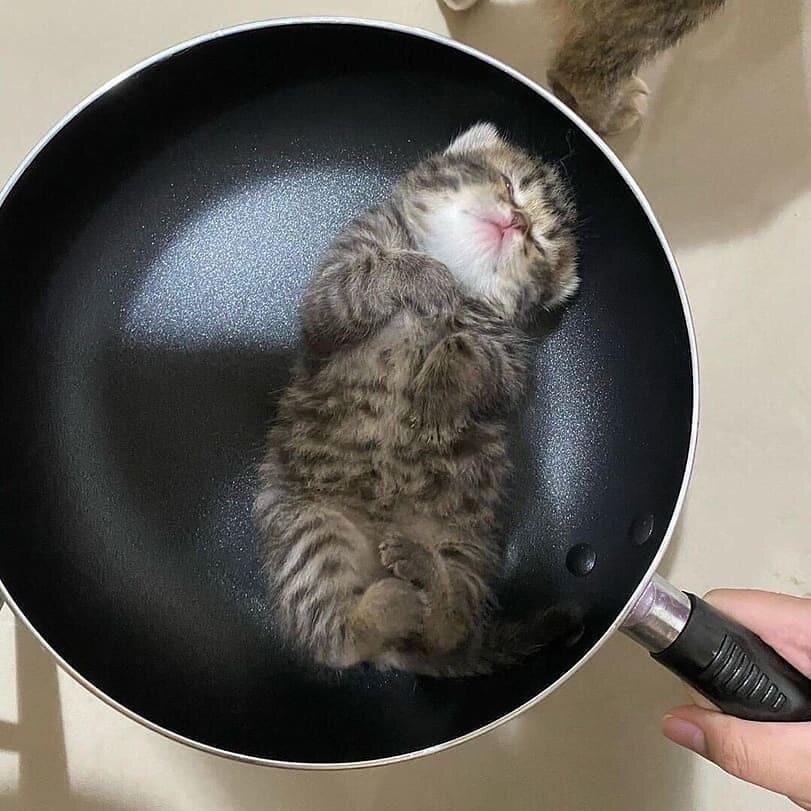 Суп с котом? Почему кошки так любят кухонные предметы? Забавные фото