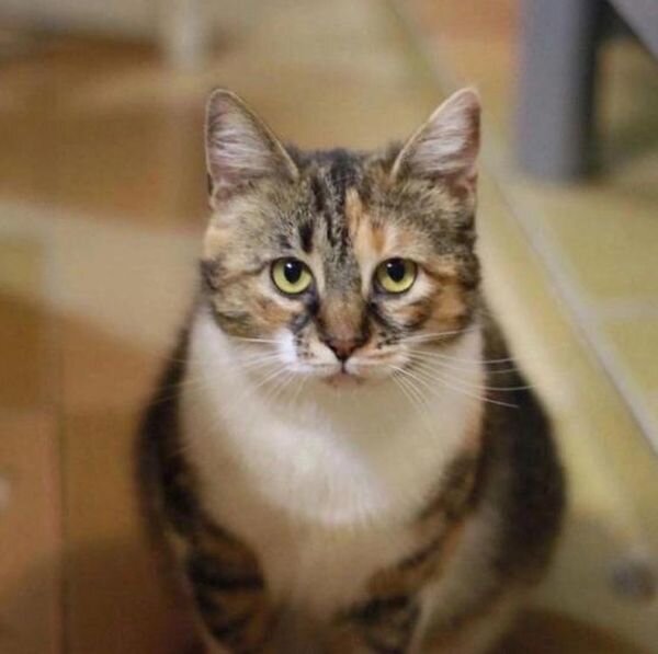 Источник фото: www.wooffest.ru