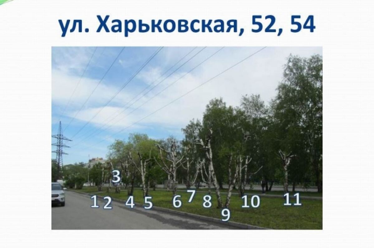    В Тюмени заменят 90 старых деревьев на ул. Харьковской
