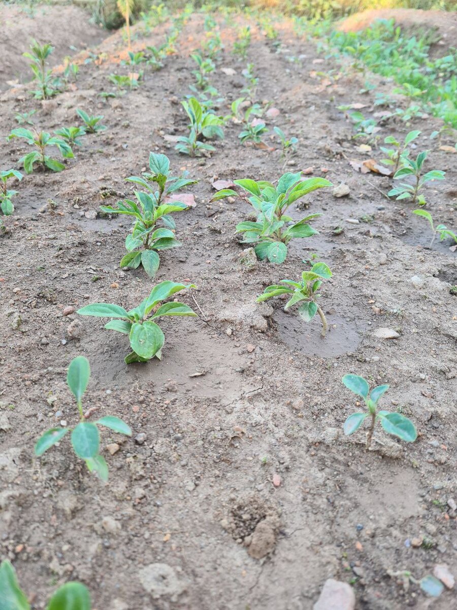 Так выглядят сеянцы сирени венгерской в конце первого сезона