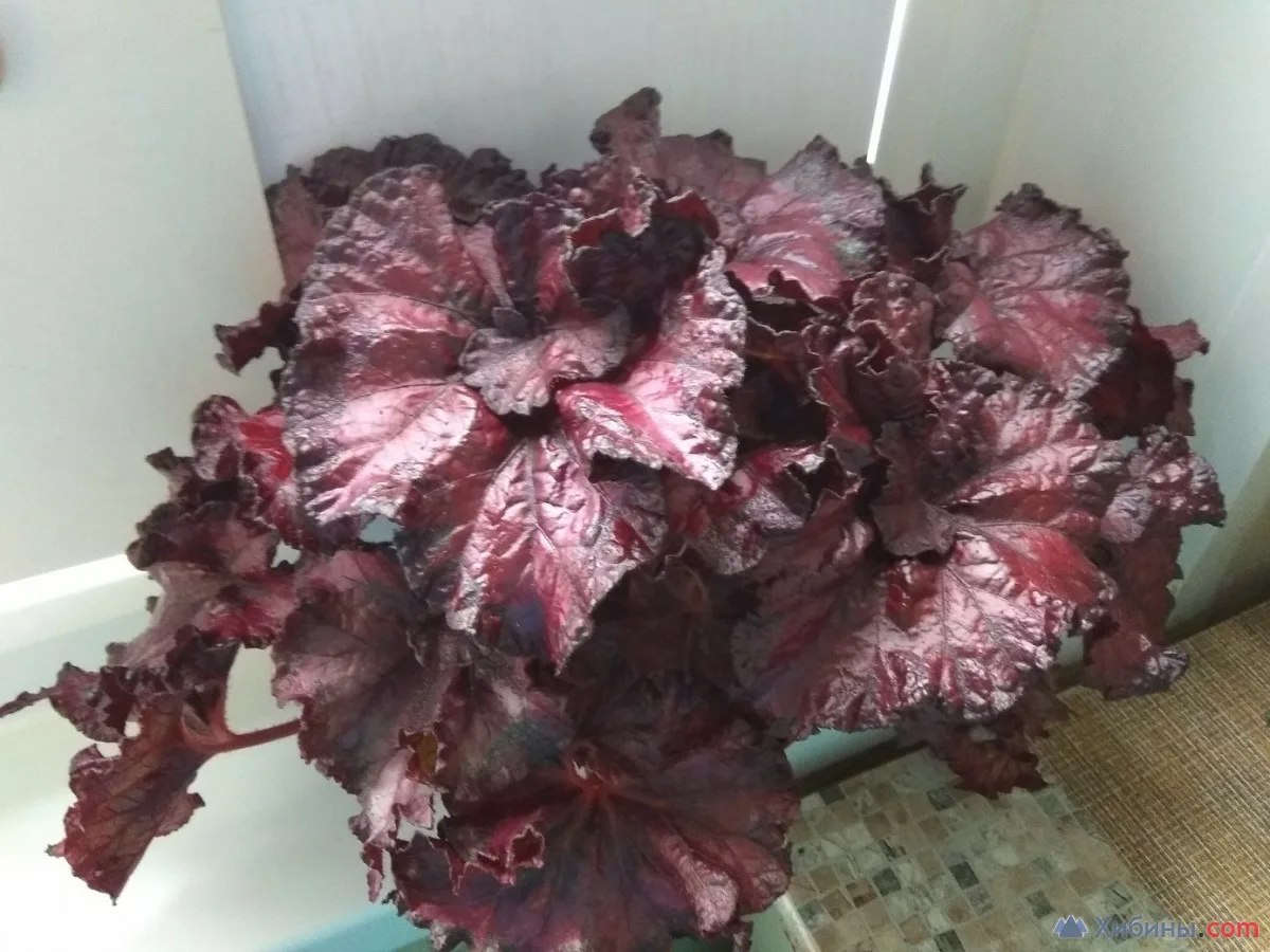 Сорт Кармен