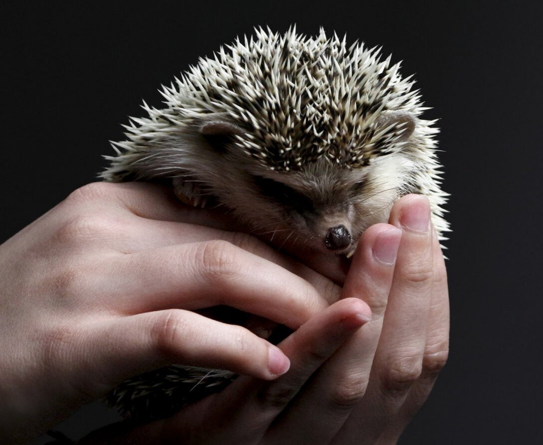 Ежик очень милый, но у него есть острые зубы!!! Фото из свободных источников интернета. 