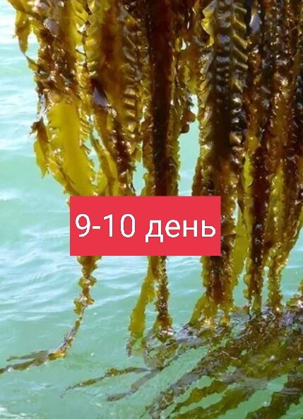 Фукус, ламинария вперёд😉🦁