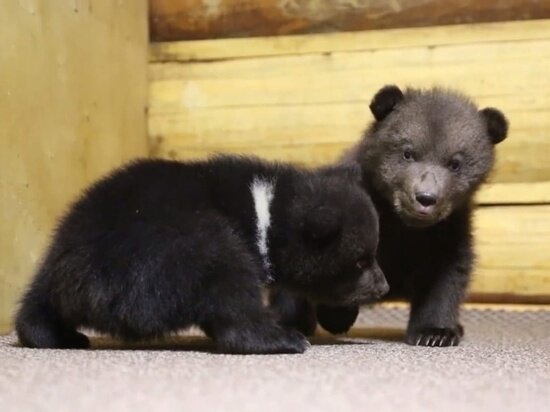     фото: скриншот из видео