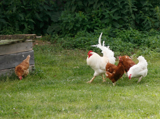   Кирилл Искольдский