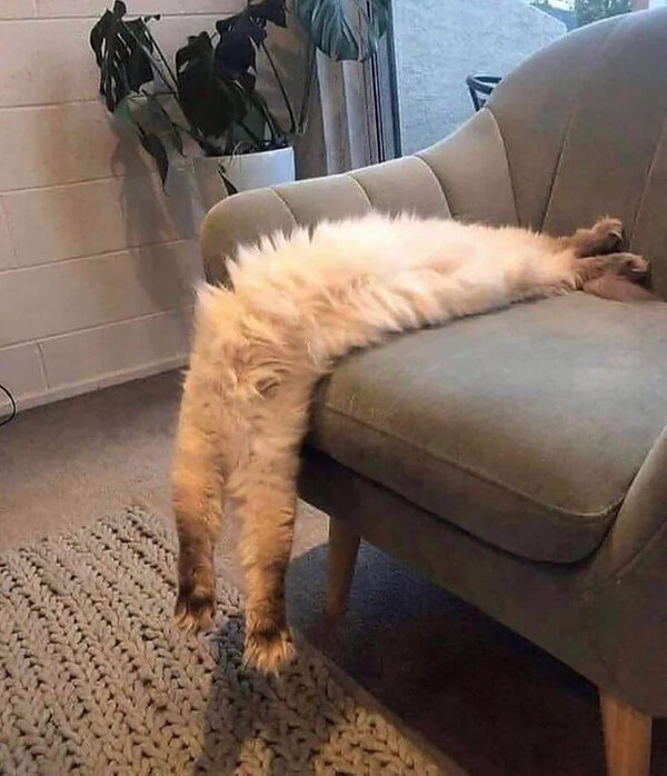 Фото © Reddit / CatUnderYourLegs