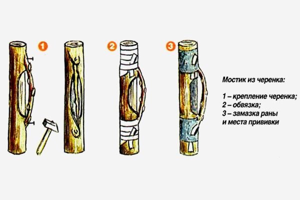 Прививка мостиком на яблоне. Прививка мостиком. Привить грушу на грушу весной. Черенкование груши.