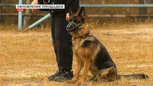 Проект инициативного бюджетирования в Урае. И для людей, и для собак!