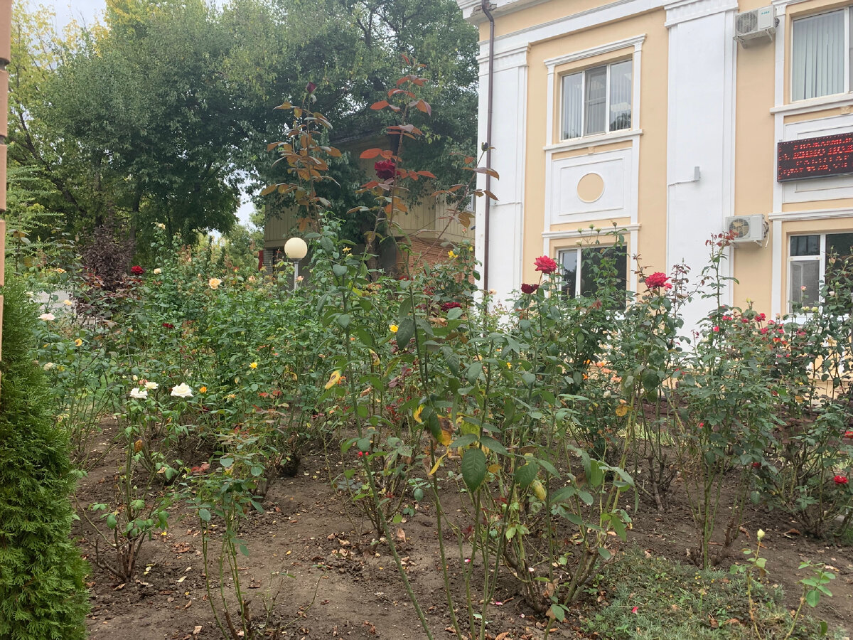 Розы продолжают радовать глаз. Фото автора