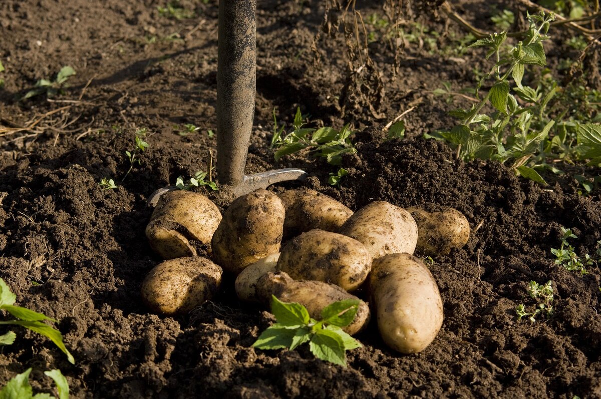 Картофель: где именно на участке не стоит его выращивать