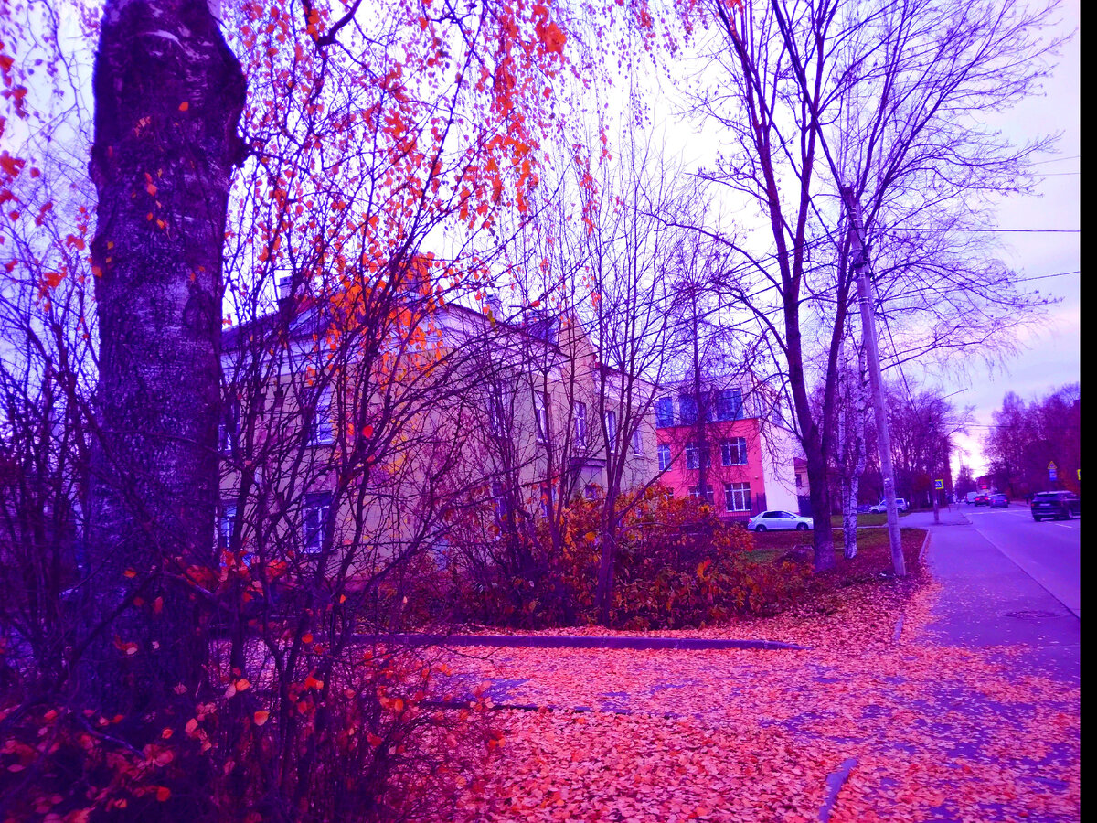 Фото автора Ирины Одарчук. Берёза. Ей много уже лет