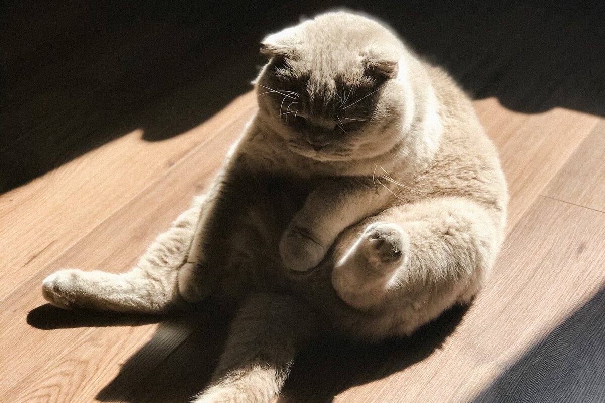     Ветеринары объяснили, как определить норму веса домашней кошки и почему важно его придерживаться