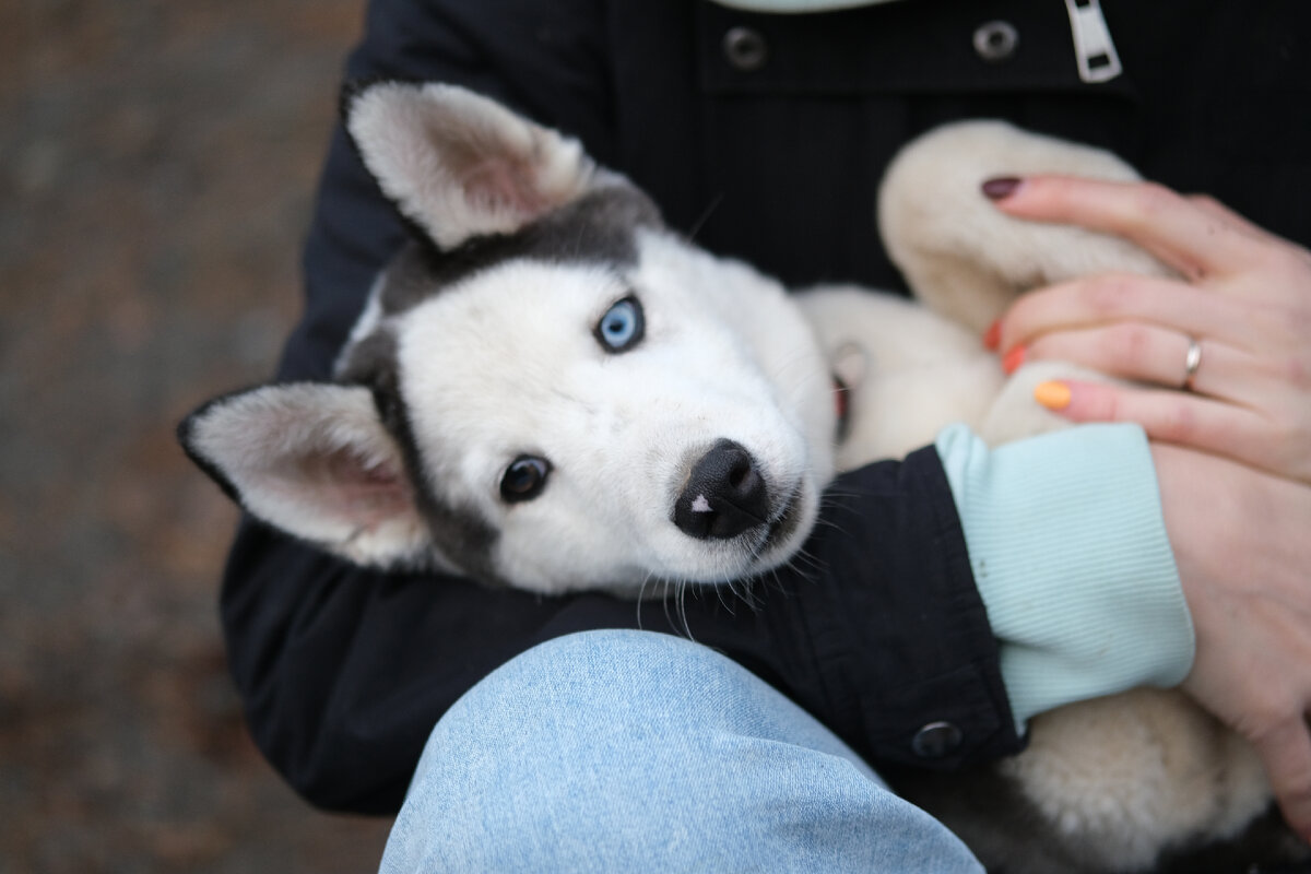 Щенок Покемон - ищет свою семью