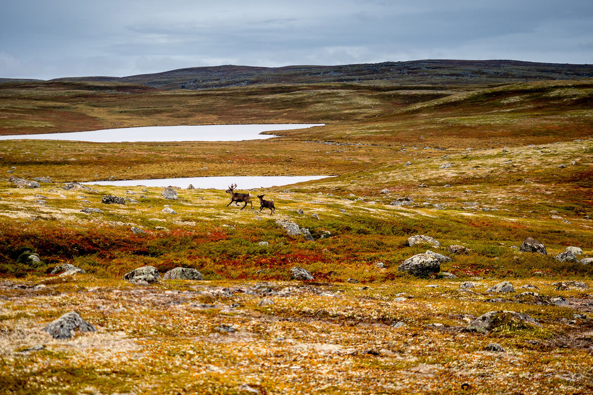 Канада. Тундра. 