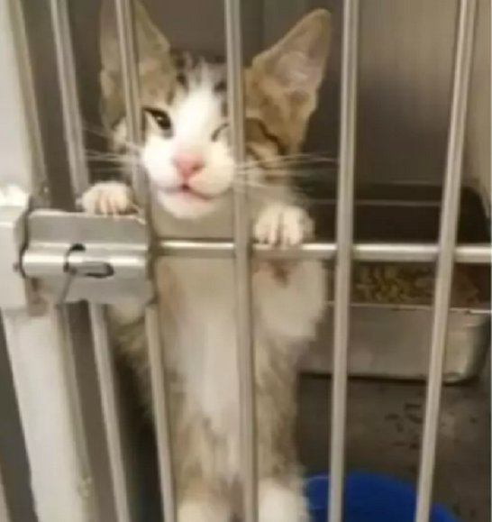 Источник фото: https://www.universoanimali.it/donna-vuole-adottare-un-cane-ma-non-riesce-a-resistere-al-gattino-che-fa-di-tutto-per-conquistarla/