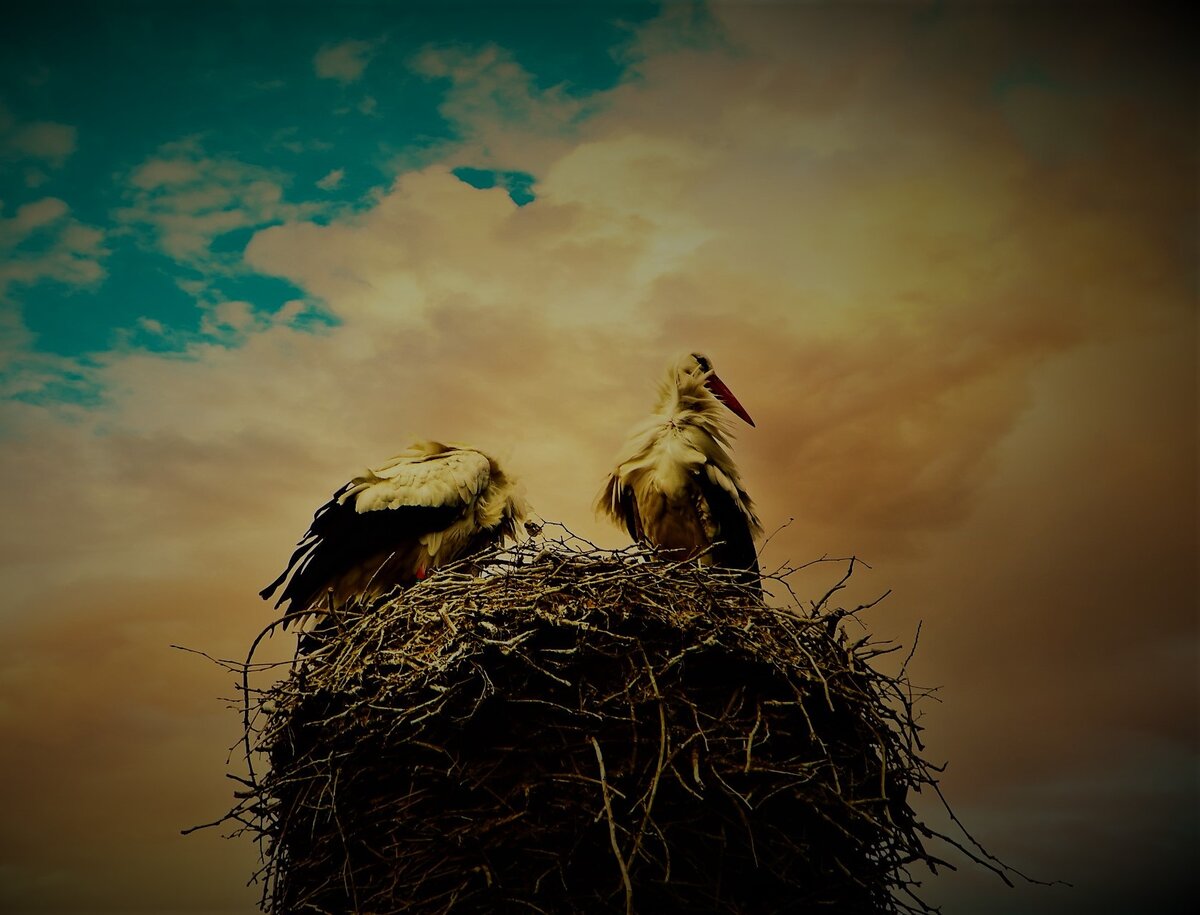 фото из открытых источников