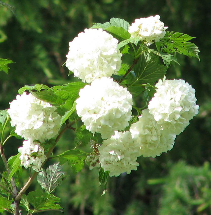 Калина бульденеж изгородь