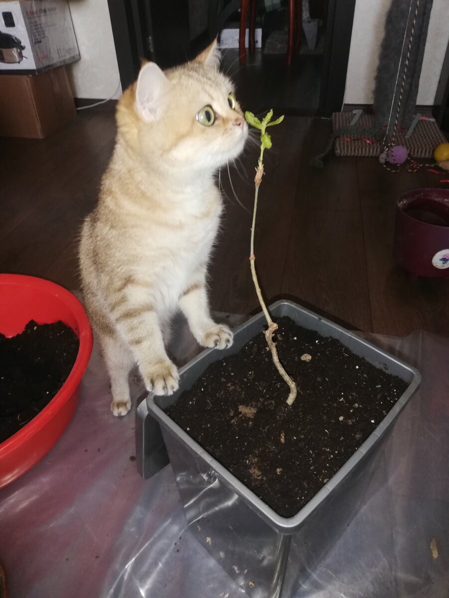 Саженец Дуба