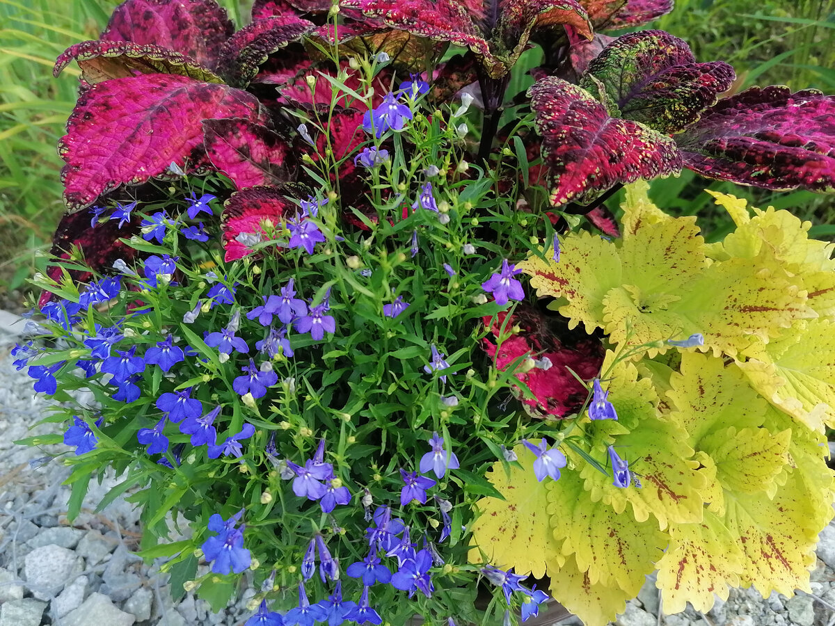 Лобелия прекрасно смотрится в совместных посадках в кашпо и ящиках. Обычно я ею дополняю колеусы или петунию. Она разрастается намного быстрее и закрывает прикорневую зону в кашпо и в то время, когда основное растение еще маленькое и тогда, когда оно уже перерастает и остается только декоративная макушка. 