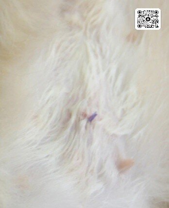 Так выглядит шов после бесшовной стерилизации.