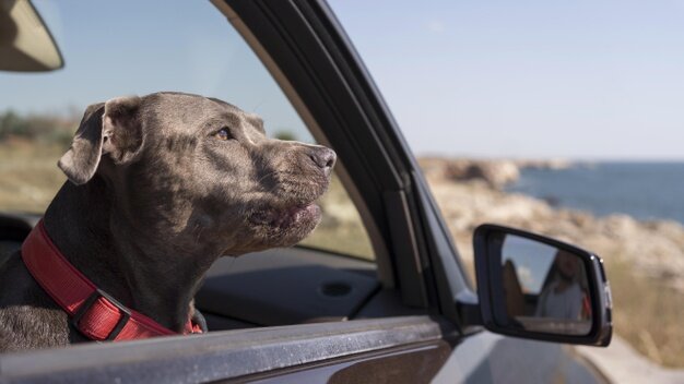 Нужно  многое предусмотреть, чтобы поездка прошла спокойно и безопасно...для всех)))
